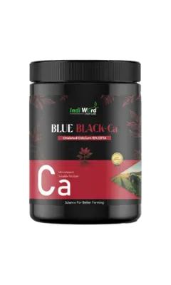 BLUE BLACK CA