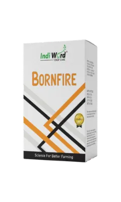 BORNFIRE